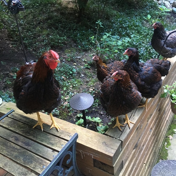 Meet your Posher, Laura - Picture 5 of 10